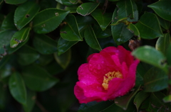 雨上がりの山茶花