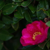 雨上がりの山茶花