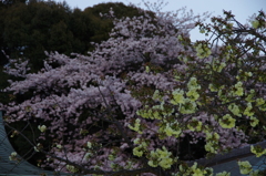 社の桜　競演