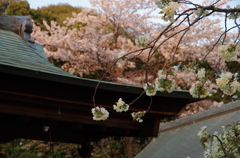 社と彩