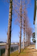 Tree in the sky