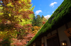 晩秋の彩　”藁葺きの苔”