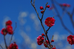 深紅映えて