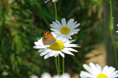 Butterfly to  white flower