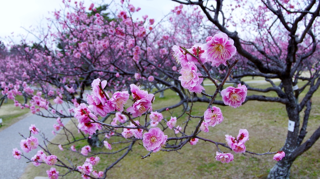 梅香　爛漫