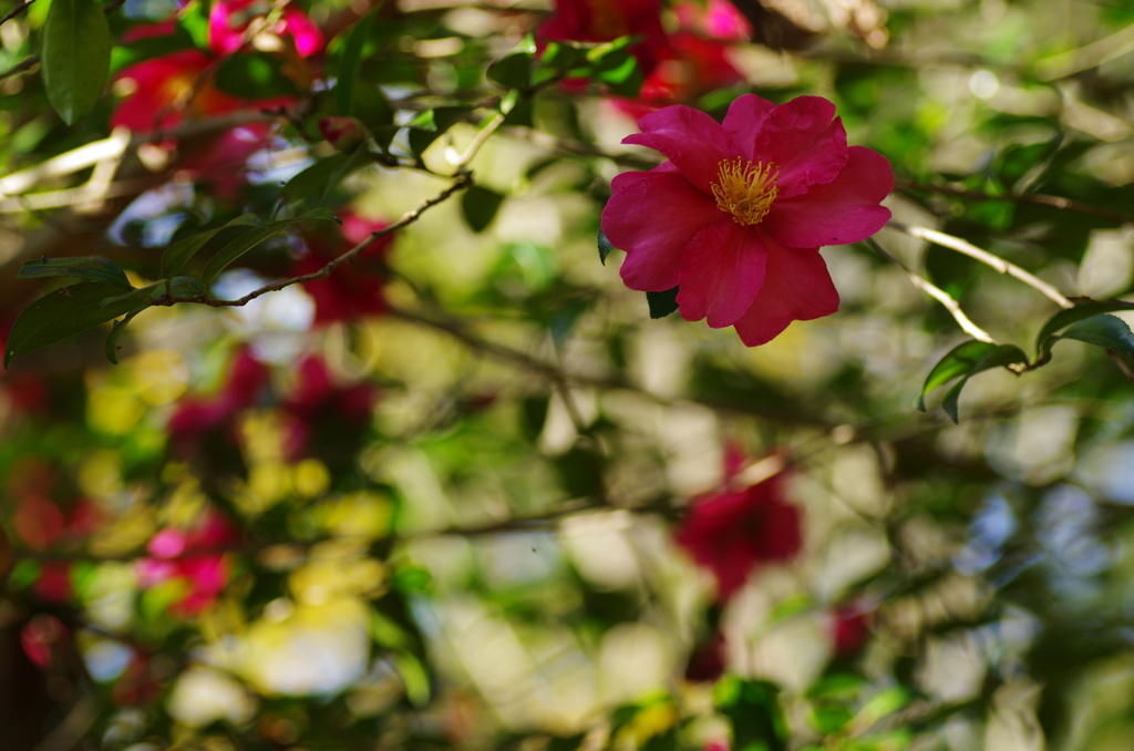 山茶花の舞