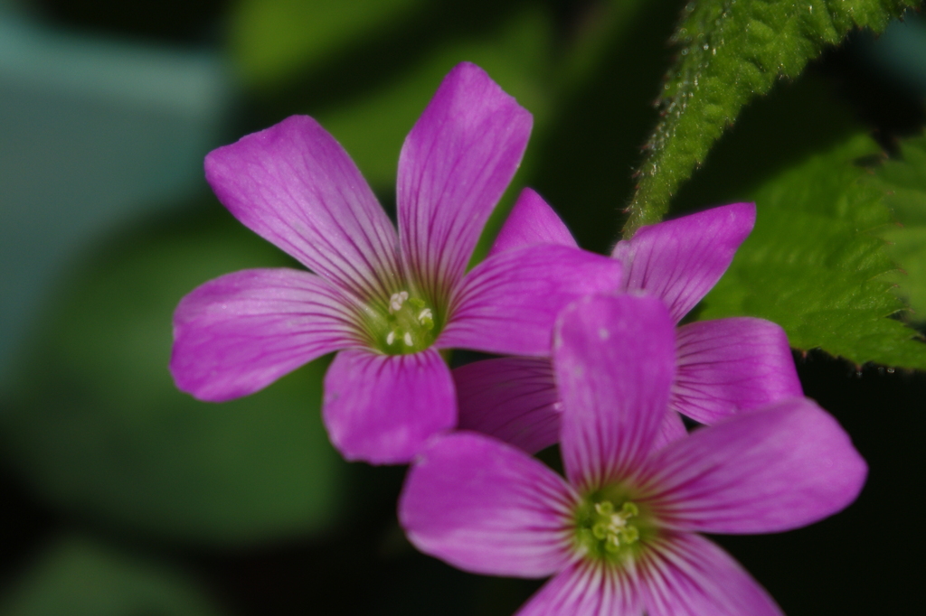 道端の花 2