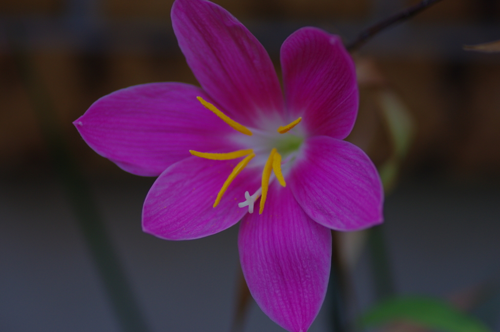 小さな花火