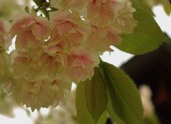 鬱金桜 part6