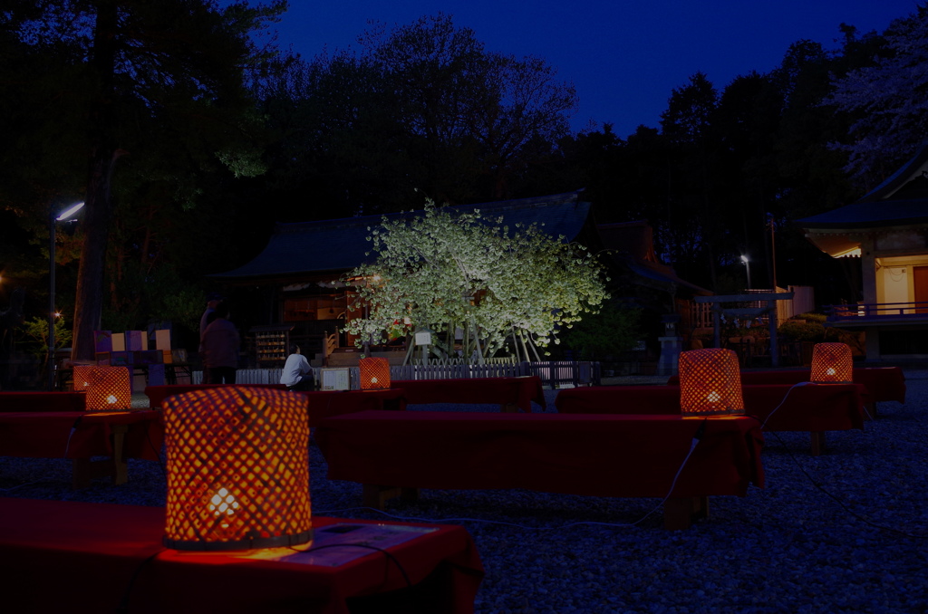 宵桜