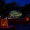 宵桜