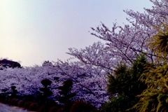 夕桜