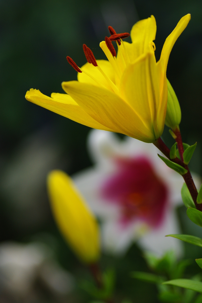 鮮やかYellow　今年も♪