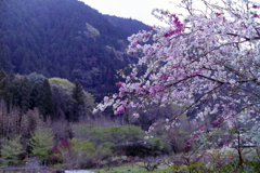 花桃の里