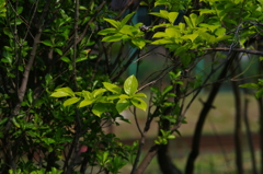 新緑の柿葉　小虫の主張