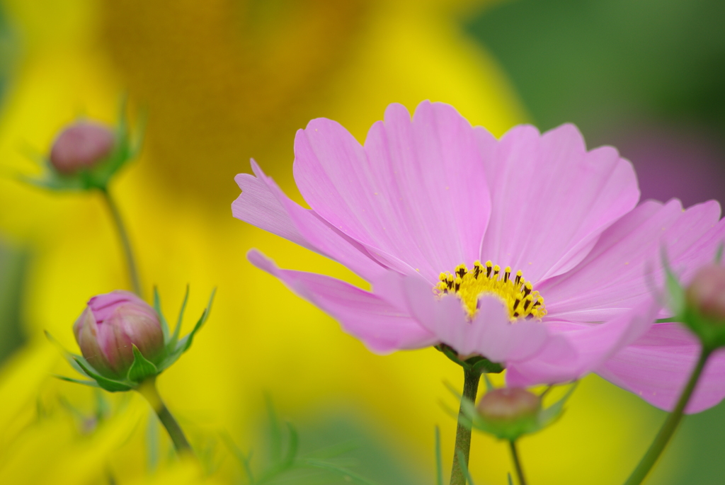 Pink and Yellow