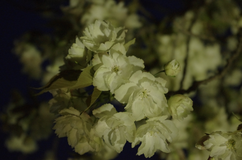 鬱金桜（右近桜）part3
