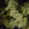 鬱金桜（右近桜）part3