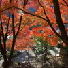 晩秋の彩　"香嵐渓”
