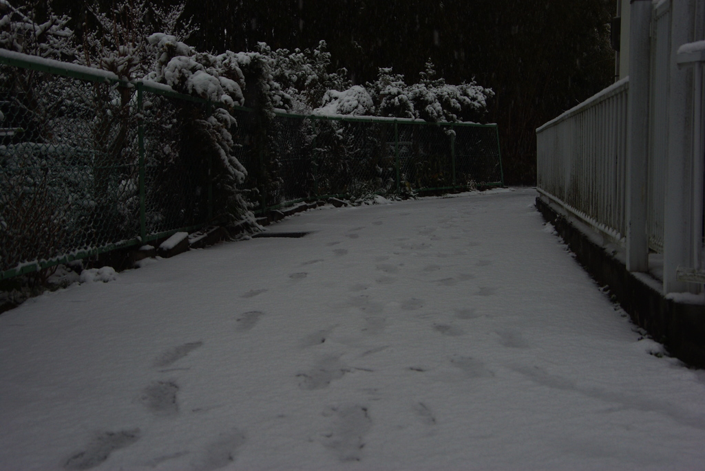 雪の朝