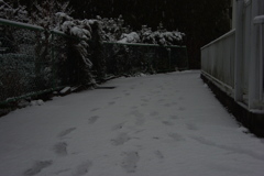 雪の朝