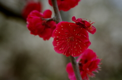 梅香　情熱