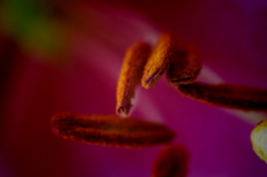 Lily's stamen by macro