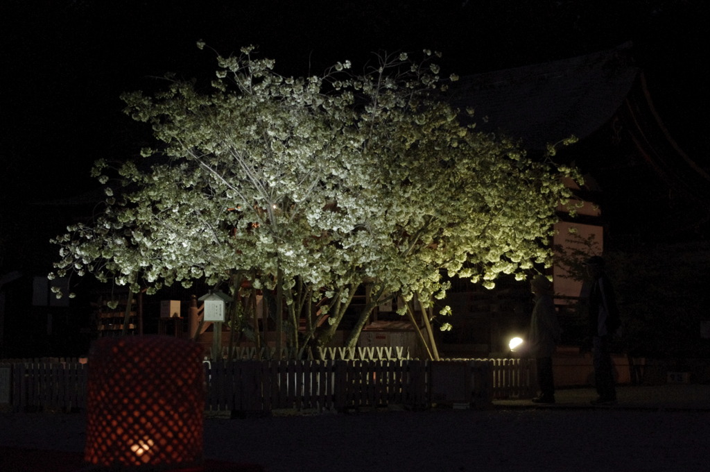 鬱金桜（右近桜）part2