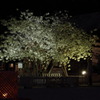 鬱金桜（右近桜）part2
