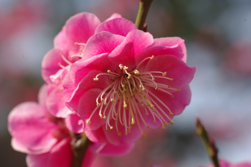 花撮り楽し