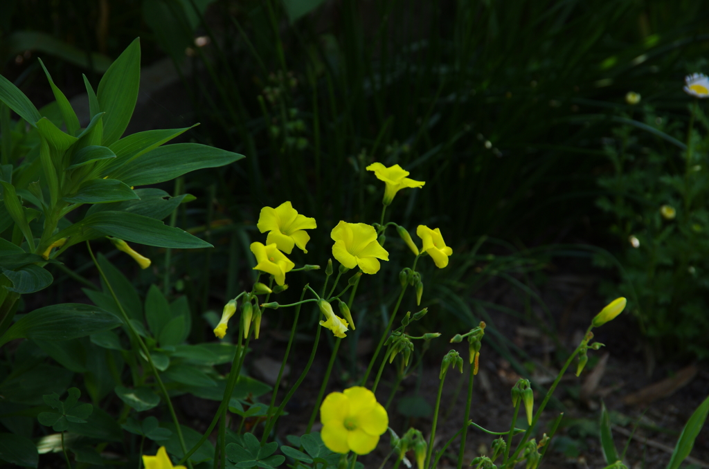 Flash yellow