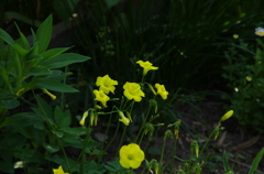 Flash yellow