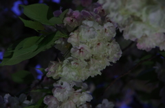 I鬱金桜　紅をさし