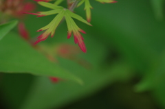 指先を紅に染めて