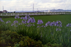 水田とアバガンサス