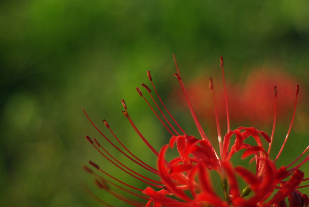 葉知らず　花知らず