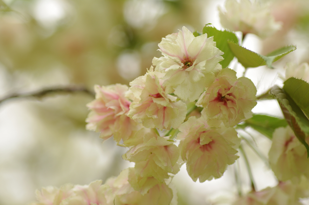 鬱金桜 part5