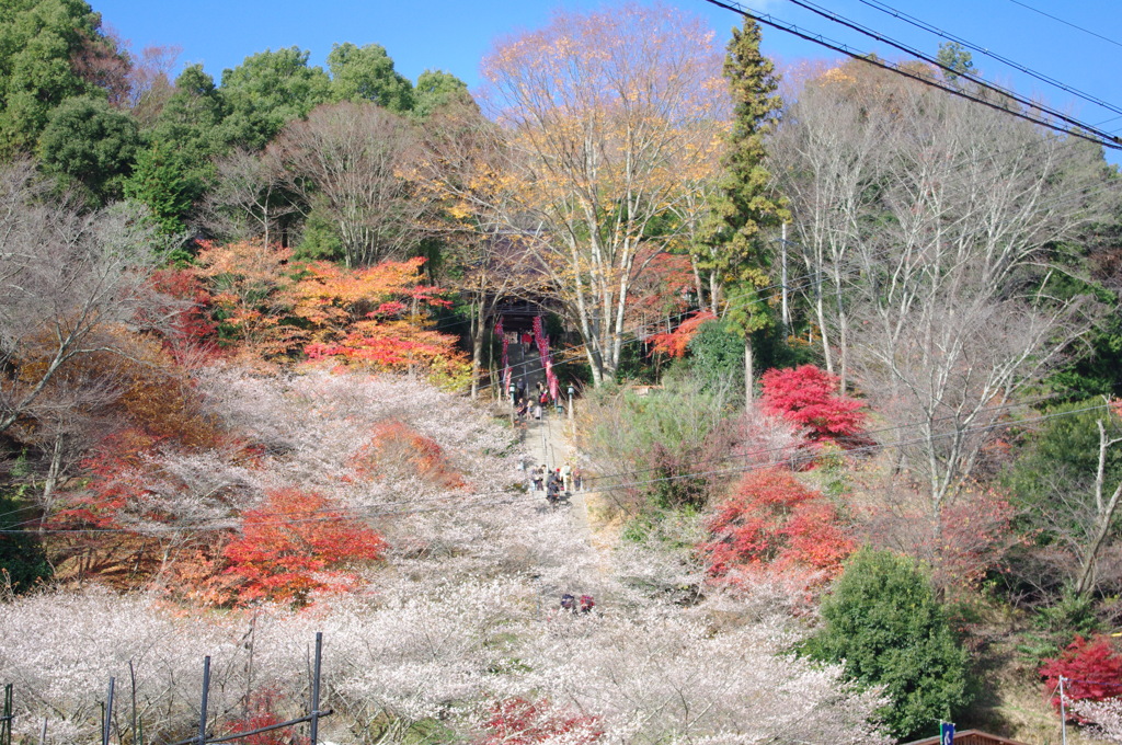 １２００本
