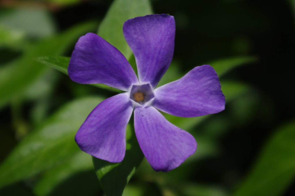 蔓化の花