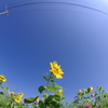 The sunflowers under the blue sky 