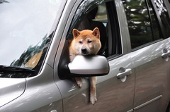 わんこ