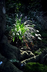 光る草