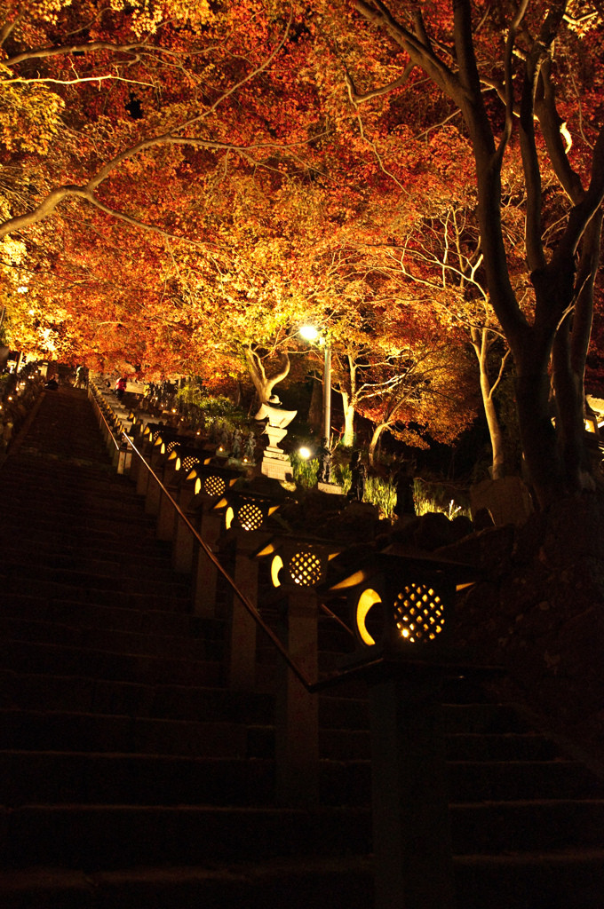 大山紅葉ライトアップ