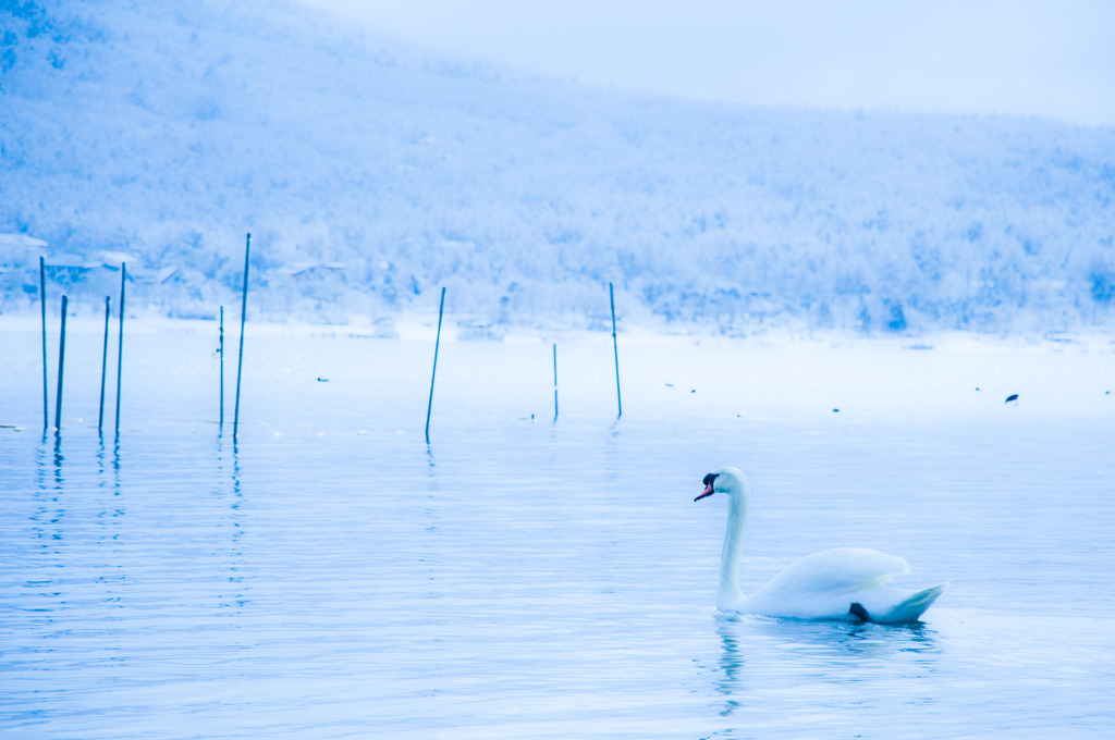 白鳥の湖