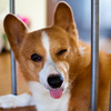 犬
