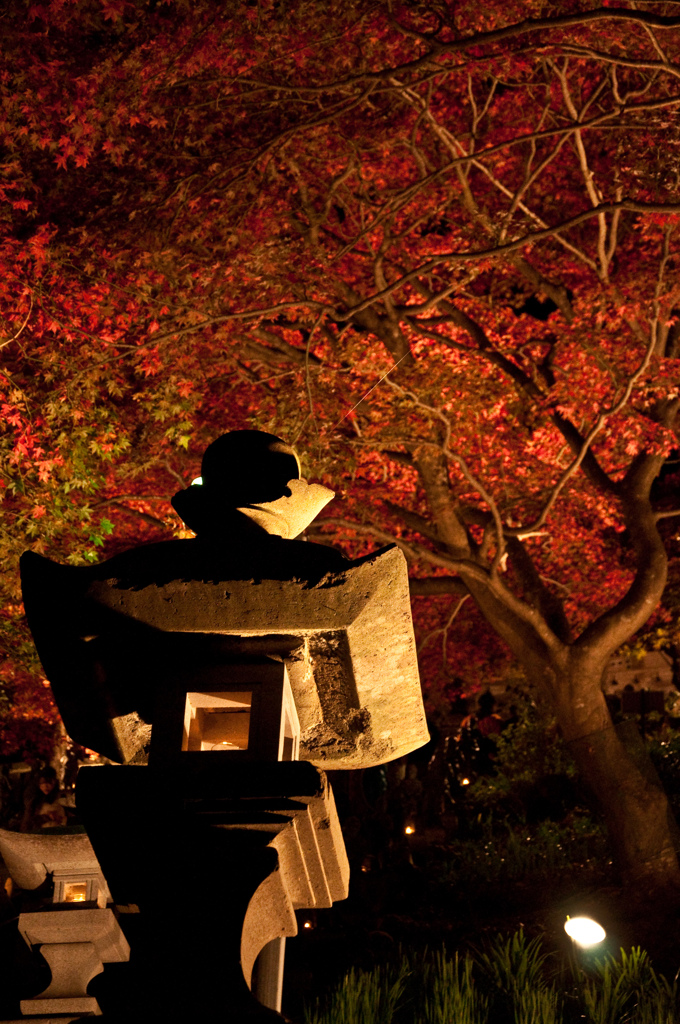 大山紅葉ライトアップ