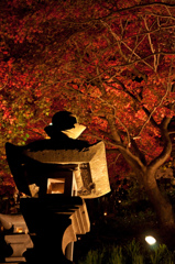 大山紅葉ライトアップ