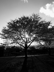 桜