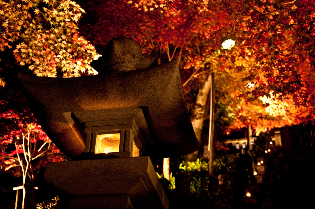 大山紅葉ライトアップ