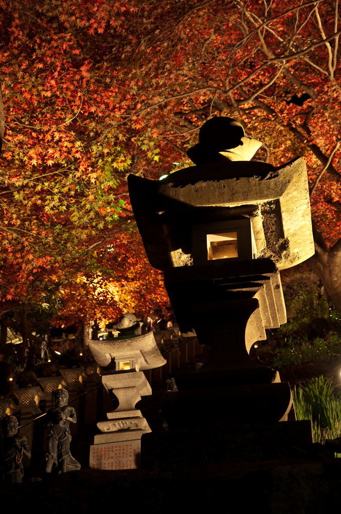 大山紅葉ライトアップ